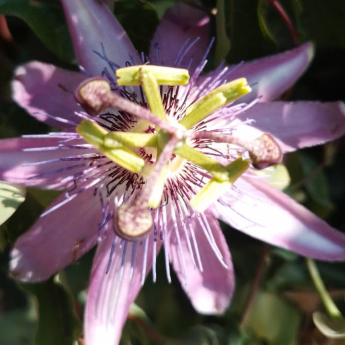 Pasionaria  - Passiflora Caerulea