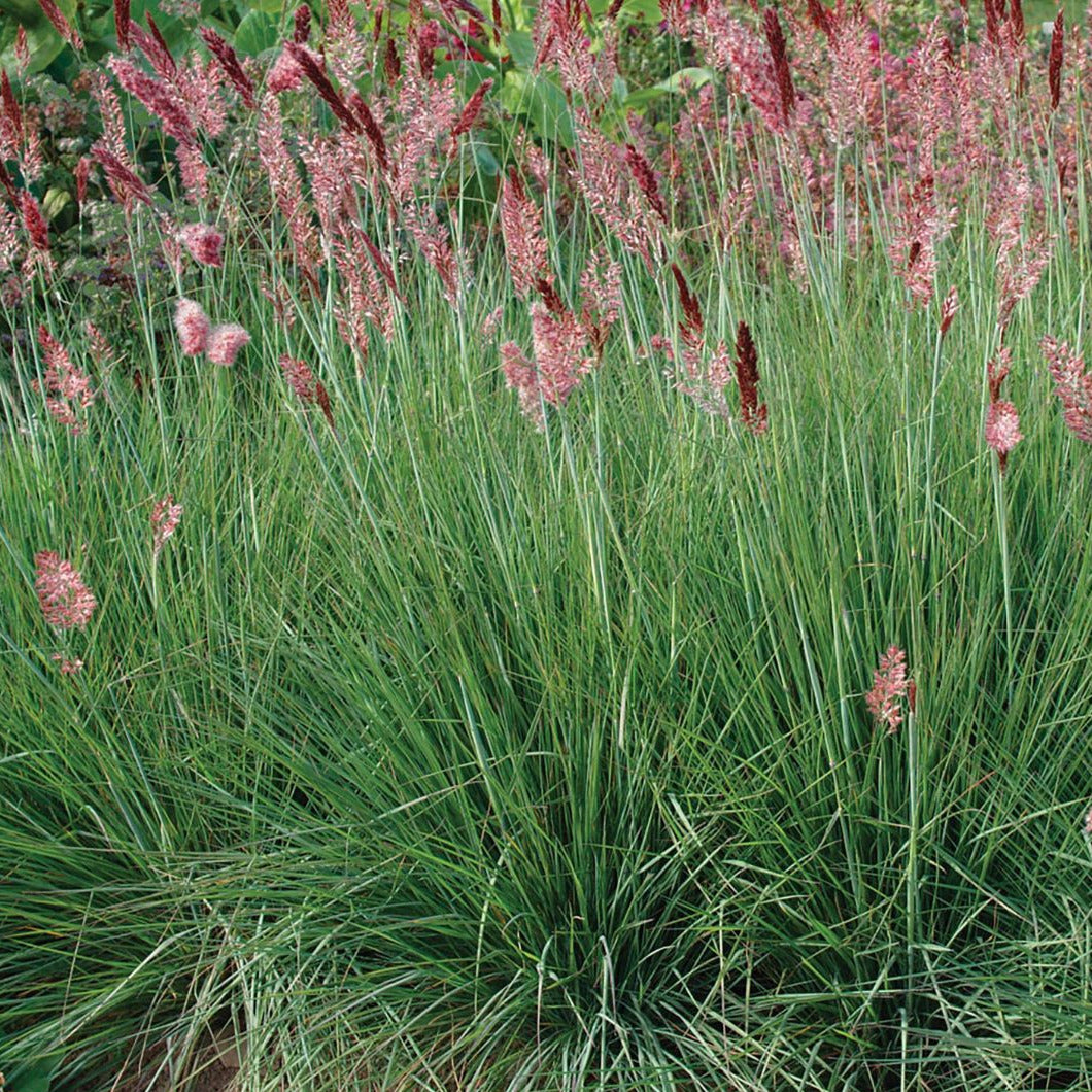 Ruby Grass- Melinis nerviglume