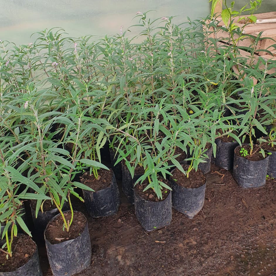 Salvia Leucantha  - Salvia Leucantha