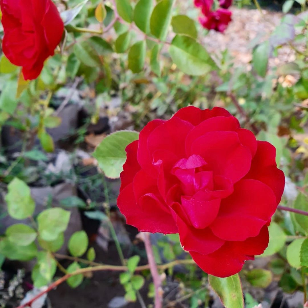 Rosa Trepadora Texas