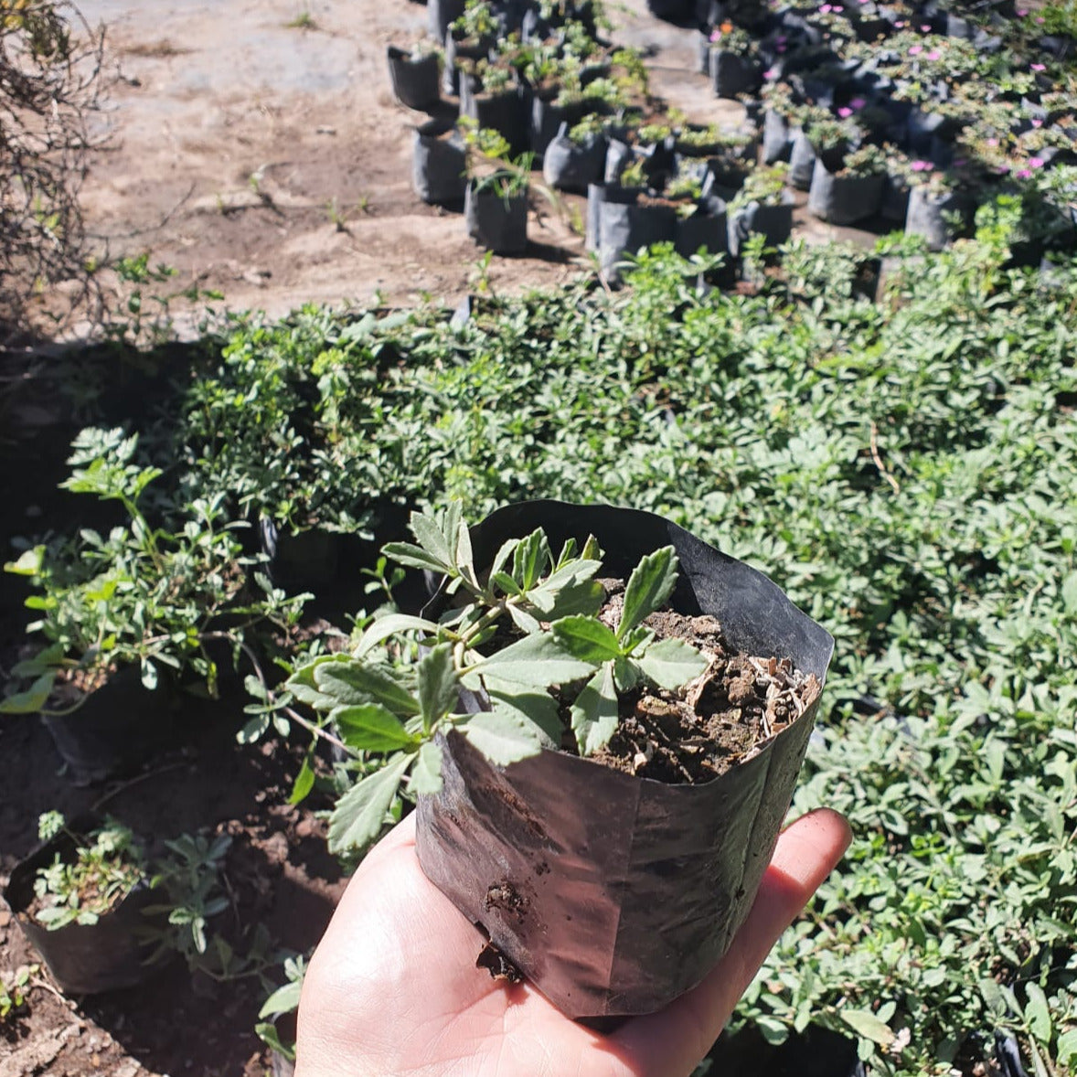 Tiqui Tiqui - Phyla Nodiflora Reptans