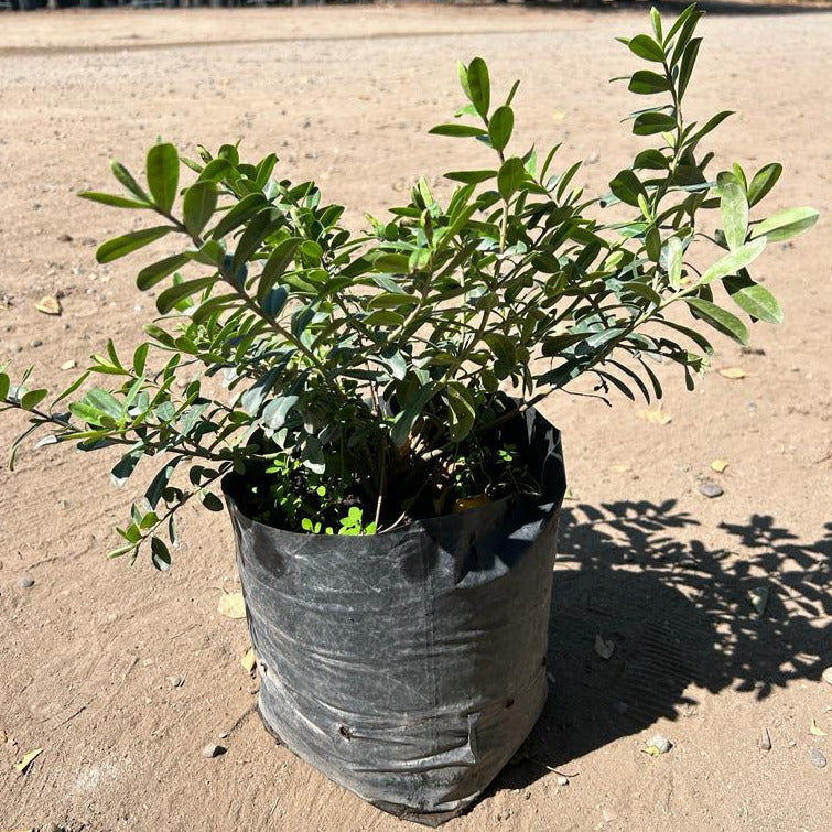 Veronica Andersonii - Hebe Andersonii